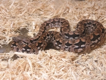 dumi