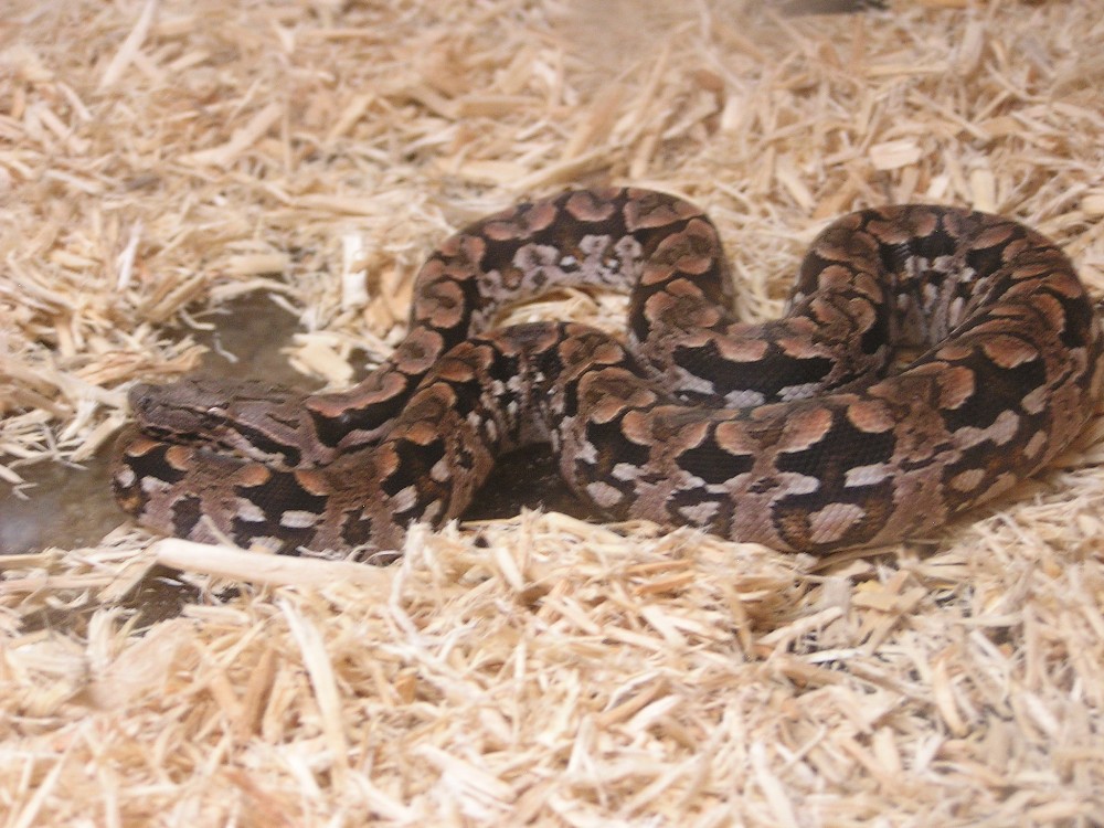 dumi