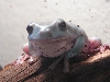 white's tree frog