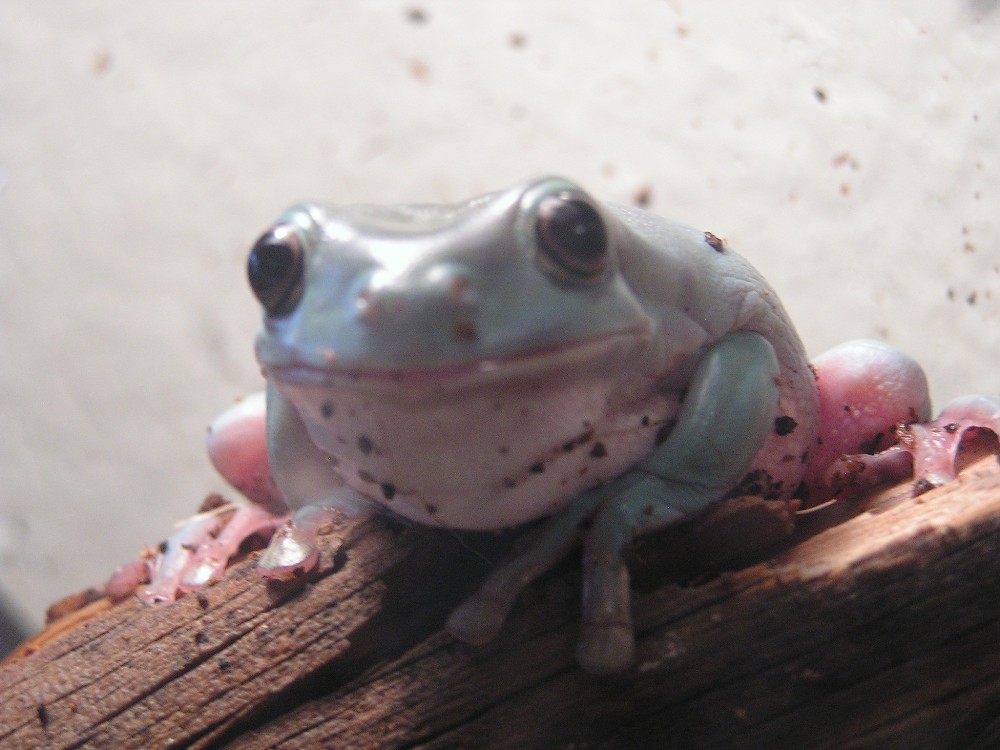 white's tree frog