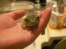 Whites Tree Frogs
