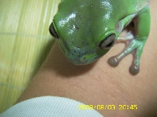 white tree frog