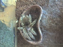 The Man-eater!