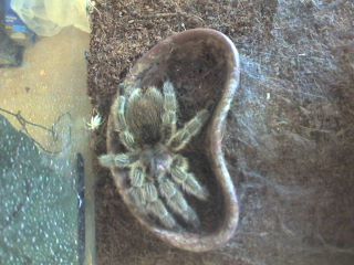 The Man-eater!