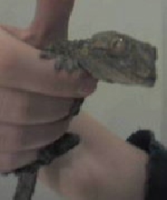 Dog the Tokay
