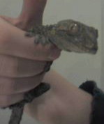 Dog the Tokay