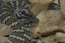 Acantophis sp.