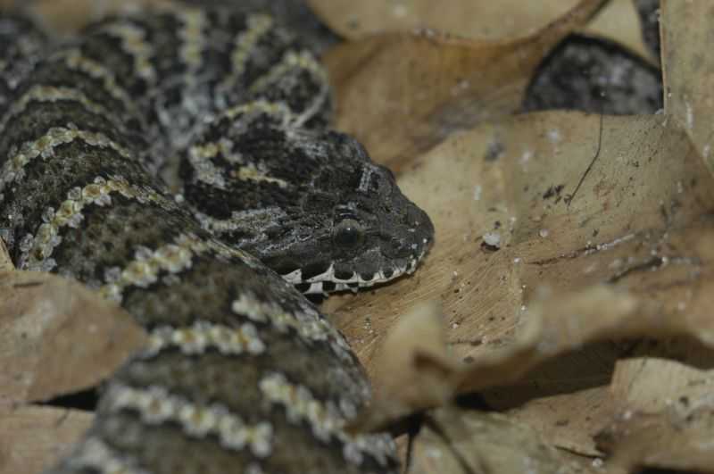Acantophis sp.