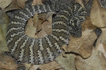 Acantophis sp.