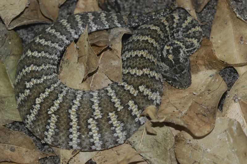 Acantophis sp.