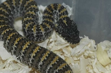 Acantophis sp.