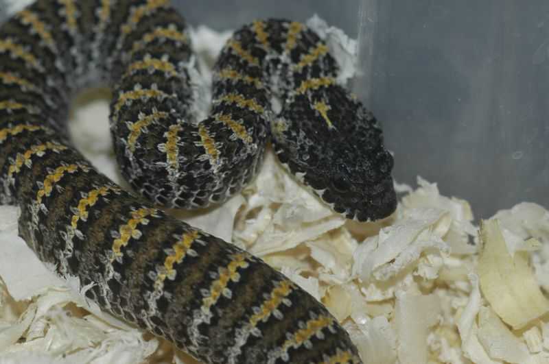 Acantophis sp.