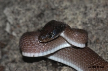 snake
