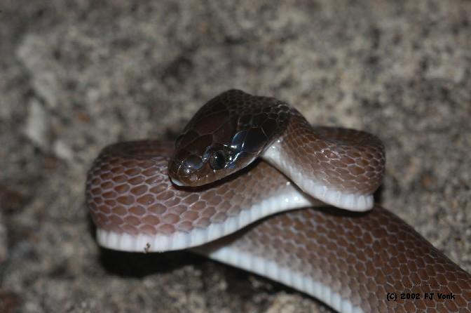 snake