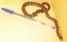 4 mo. old Black Milksnake