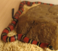 Black Milksnake Yearling