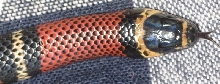 Black Milksnake closeup