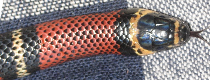 Black Milksnake closeup