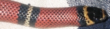 Black Milksnake closeup 2