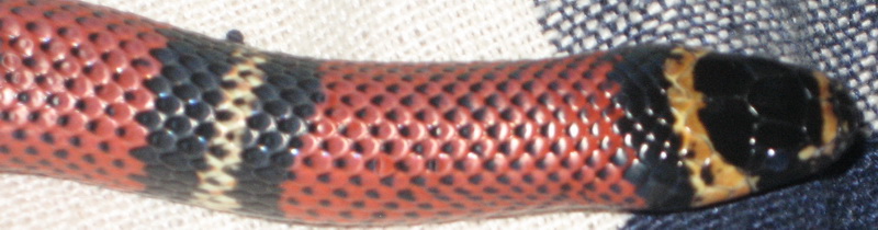 Black Milksnake closeup 2