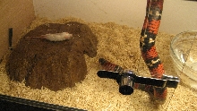 Gaigeae feeding from branch