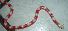 Flawless Bullseye Albino Nelsoni
