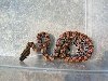 Baby BRB 1