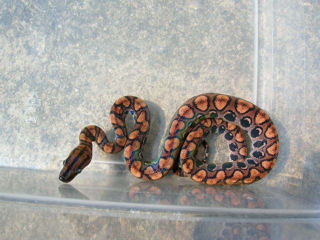 Baby BRB 1