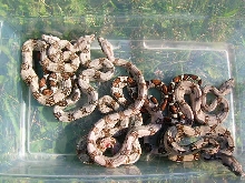 PDH 2