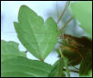 Henry Mantis Shot 2