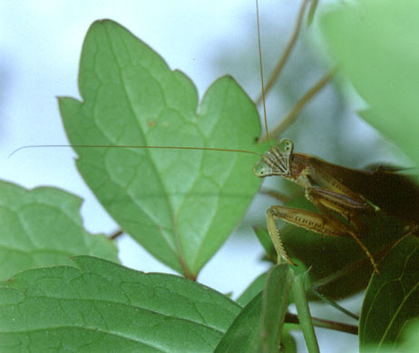Henry Mantis Shot 2