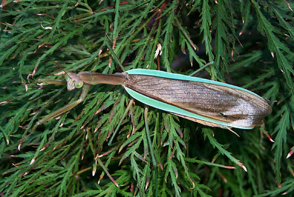 Henry Mantis
