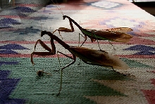 Praying Mantis Mating Series, #1