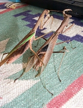 Praying Mantis Mating Series, #2