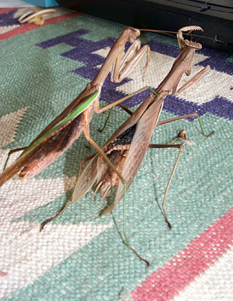 Praying Mantis Mating Series, #2