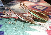 Praying Mantis Mating Series, #3