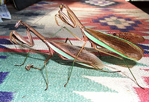 Praying Mantis Mating Series, #3