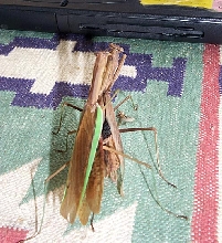 Praying Mantis Mating Series, #4