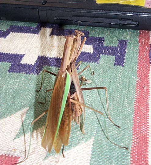 Praying Mantis Mating Series, #4