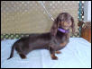 Lovely Willow