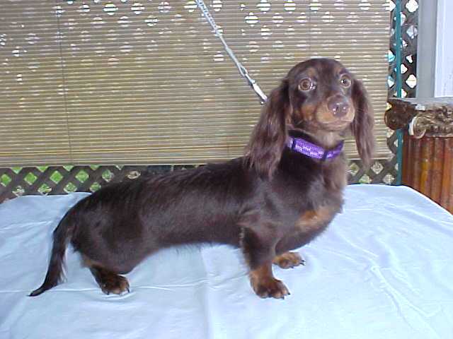 Lovely Willow