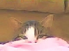 peekaboo