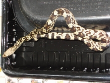 male