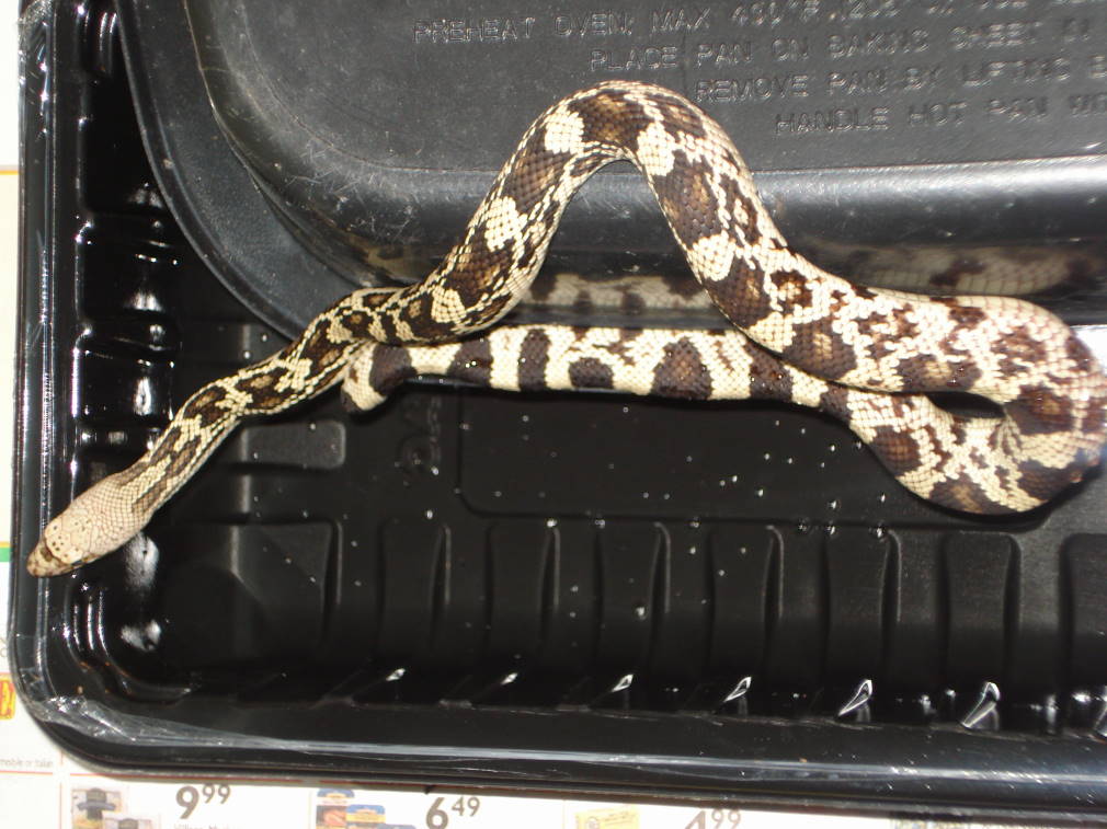 male