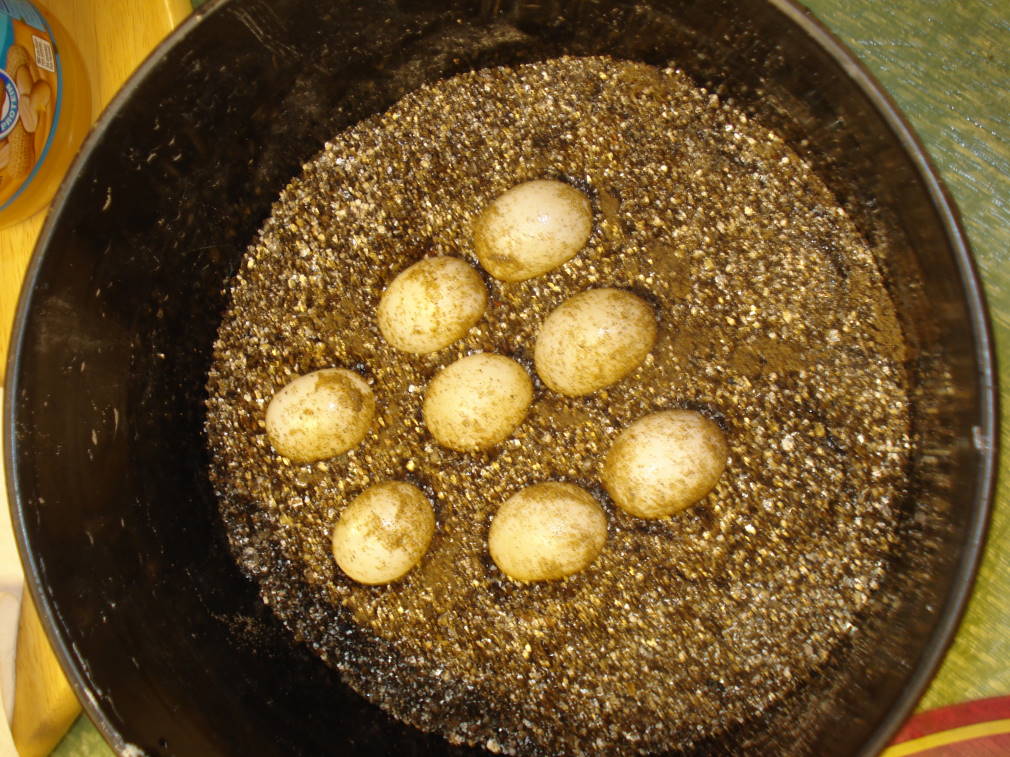 caramel albino red ear eggs