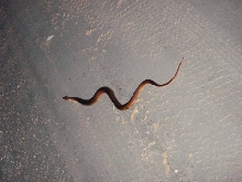 red bellied water snake
