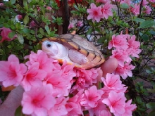 Caramel albino red ear