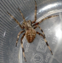 Found on back porch