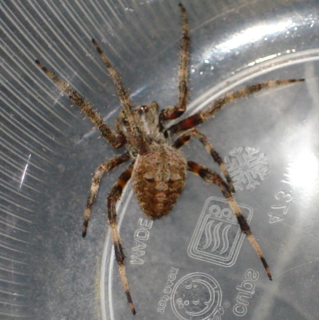 Found on back porch