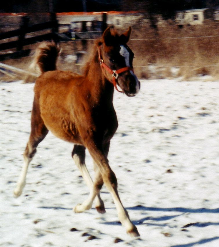 Mystic Knight